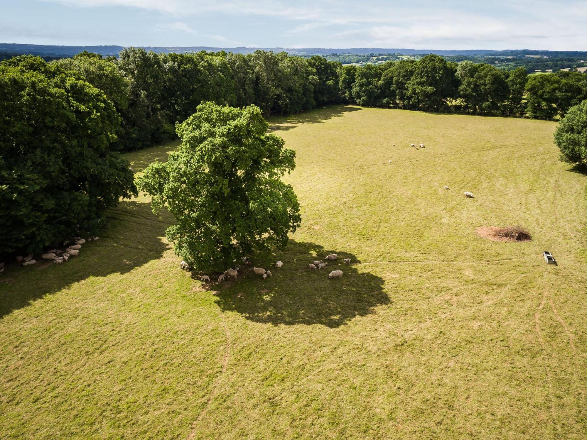 Bensfield Treehouse Villa Wadhurst Exterior photo